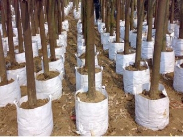 月季植樹(shù)袋美植袋耐用嗎？壽命多久？