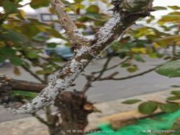 樹(shù)狀月季枝干上有許多小白點(diǎn)，可能是桑盾蚧在危害