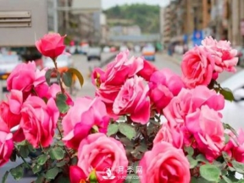 以市花月季為主 打造綿陽(yáng)特色城市景觀(guān)