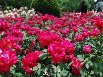 河南方城博望鎮月季園里月月紅