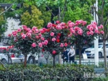 大武漢美！武漢滿(mǎn)城月季流淌幸福的浪漫