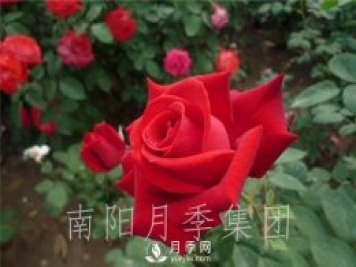 月季肥傷怎么辦？大花月季兩大癥狀描述
