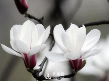 想要盆栽白玉蘭如期開(kāi)花這兩點(diǎn)很重要