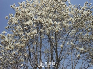 白玉蘭樹(shù)越冬防寒工作是怎樣的？