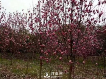 為什么要對紅玉蘭樹(shù)等景觀(guān)種植進(jìn)行修剪？