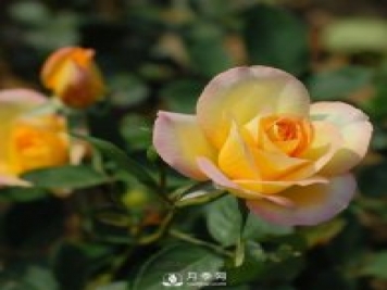 月季花對家居環(huán)境有影響嗎？南陽(yáng)月季園告訴你