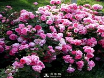 月季的繁殖方式有哪些？南陽(yáng)石橋月季告訴你