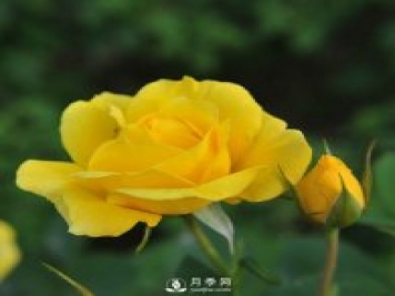 月季栽培需要注意哪些？石橋月季基地告訴你