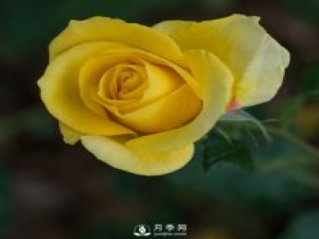 樹(shù)狀月季批發(fā)商為大家介紹月季日光溫室栽培技術(shù)的田間管理