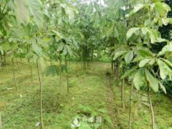 6個(gè)常見(jiàn)景觀(guān)樹(shù)
