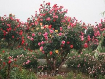 國內月季八成市場(chǎng)來(lái)自河南南陽(yáng)，年產(chǎn)值25億