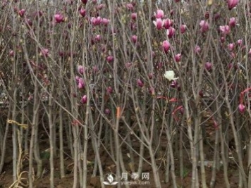 紅玉蘭樹(shù)的病害防治要怎么做？