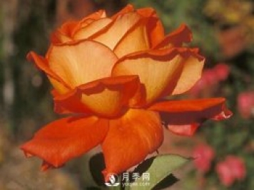 月季秋季病蟲(chóng)害防治關(guān)鍵
