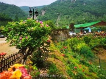 信陽(yáng)羅山：美麗鄉村綻放月季“美麗經(jīng)濟”