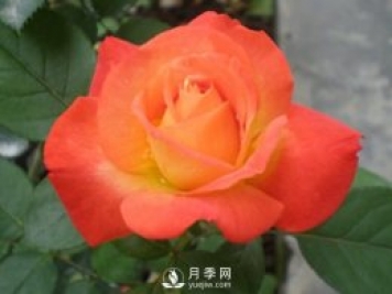 月季的高效培養技能