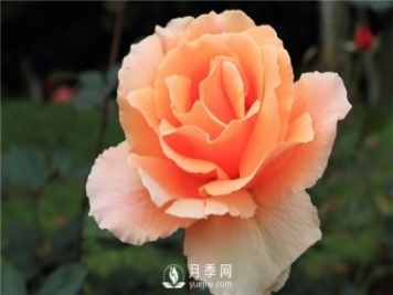 月季花怎么種植，做好這幾點(diǎn)準沒(méi)錯！