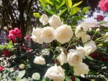 到臨夏東公館欣賞月季，追上六月的尾巴