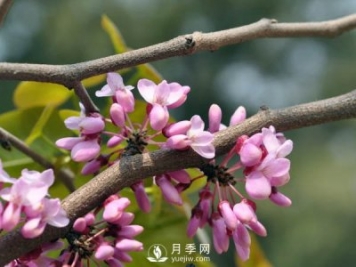 為何巨紫荊價(jià)格不菲，銷(xiāo)量卻很樂(lè )觀(guān)？