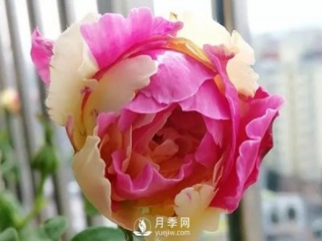 風(fēng)月月季開(kāi)花較勤的一款月季花