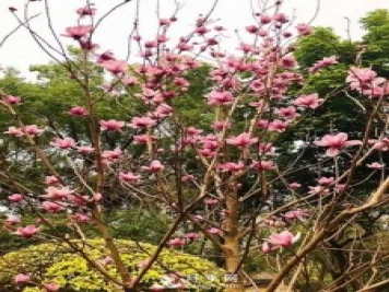 二喬玉蘭花有何作用與功效？