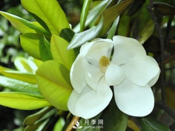 如何區分廣玉蘭、白玉蘭和二喬玉蘭？