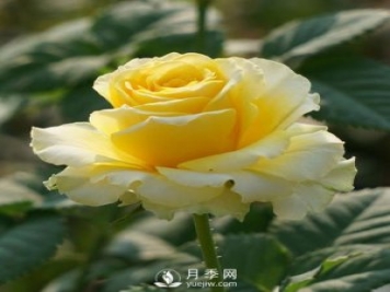 陽(yáng)臺黨必入的3個(gè)月季花品種，有你愛(ài)的款嗎？
