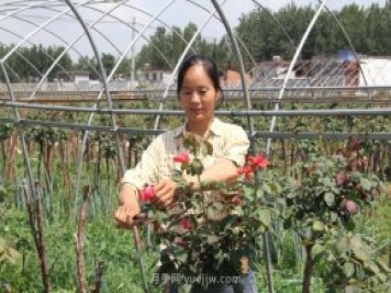 河南南陽(yáng)臥龍區：“花草產(chǎn)業(yè)”月季艾草唱響富民曲
