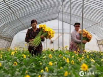 貴州黔西：發(fā)展鮮花產(chǎn)業(yè) 助力鄉村振興