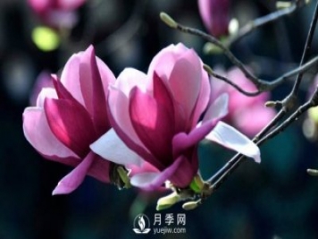 如何預防二喬玉蘭黃化病病害？