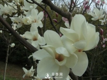 黃玉蘭和白玉蘭的不同，河南白玉蘭基地為你一一介紹
