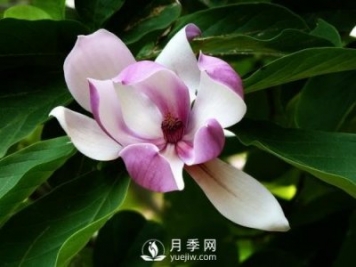 養護二喬玉蘭需要注意什么？