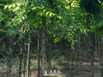 白玉蘭樹(shù)的種植方法