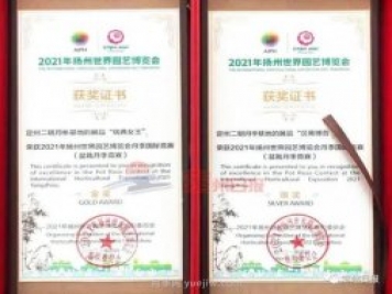 定州月季，2021年揚州世界園藝博覽會(huì )斬獲大獎！