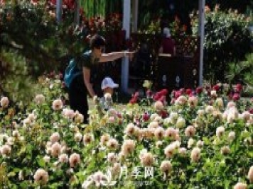 陶然亭公園勝春山房景區月季開(kāi)放正當時(shí)
