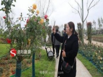 第十一屆中國月季展覽會(huì )：走進(jìn)青州展園