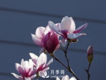二喬玉蘭批發(fā)的繁殖方法是怎樣的？