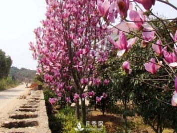 紅玉蘭繁殖栽培技術(shù)主要有哪幾方面？