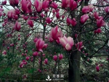 河南紅玉蘭樹(shù)苗日常種植方法事項介紹
