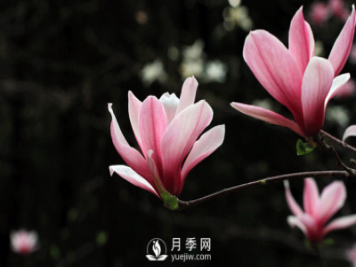 紅玉蘭，紫玉蘭，廣玉蘭嫁接培育主要注意一下四點(diǎn)：