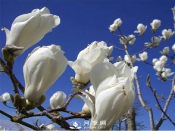 綠化苗木里的白玉蘭和廣玉蘭要怎樣分辨？
