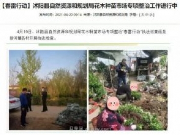 重拳出擊！江蘇沭陽(yáng)“打假”扣押苗木10萬(wàn)余株