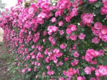 推薦3種爬藤月季，花園里輕松打造漂亮花墻