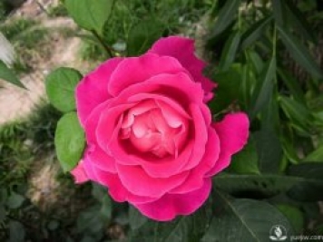 春天養月季，杜絕病蟲(chóng)害！注意這幾點(diǎn)等著(zhù)花爆開(kāi)
