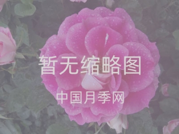 地被月季適合種植在哪里？造型優(yōu)勢有哪些？