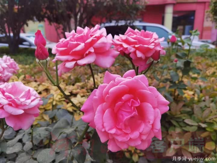 南陽(yáng)月季暢銷(xiāo)全國，美麗經(jīng)濟再綻芳華(圖2)
