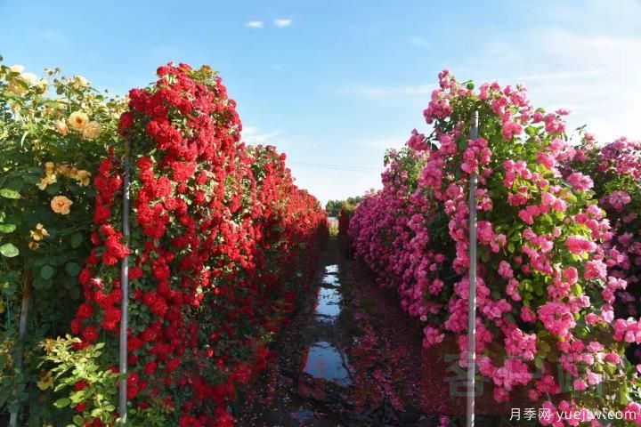 南陽(yáng)月季暢銷(xiāo)全國，美麗經(jīng)濟再綻芳華(圖3)