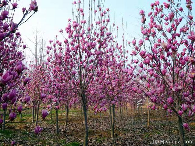 南陽(yáng)花卉苗木產(chǎn)業(yè)發(fā)展探析：月季逢春產(chǎn)業(yè)興(圖2)