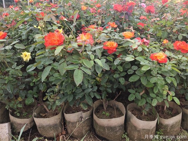 南陽(yáng)花卉苗木產(chǎn)業(yè)發(fā)展探析：月季逢春產(chǎn)業(yè)興(圖3)