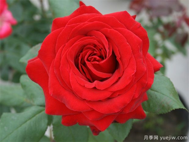 大紅色的月季***為漂亮，這5個(gè)你喜歡嗎(圖1)