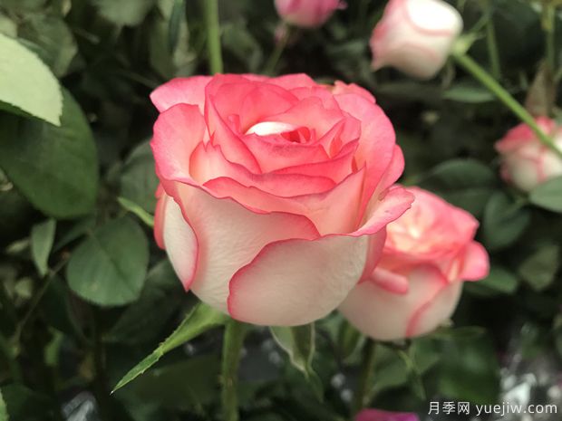 昆明斗南市場(chǎng)熱銷(xiāo)的十大切花玫瑰有哪些？(圖6)
